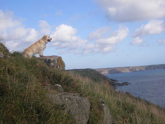 Archie looking out to sea