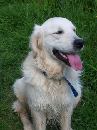 Alfie