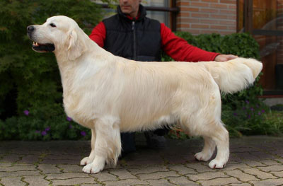 Archie - Zampanzar Say It