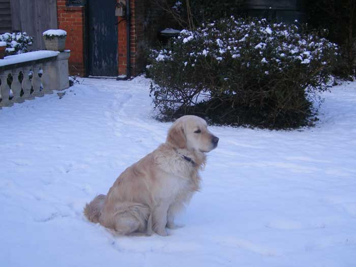 Archie in his garden