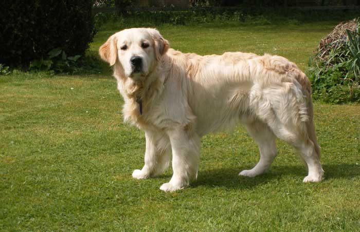 Archie in the garden