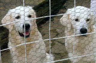 Arthur and Alfie behind bar