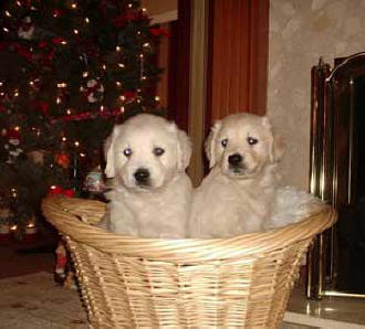 Arthur and Zelah in basket