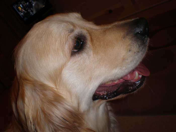 Bertie