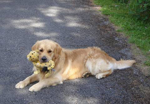 Buddy with his tiger