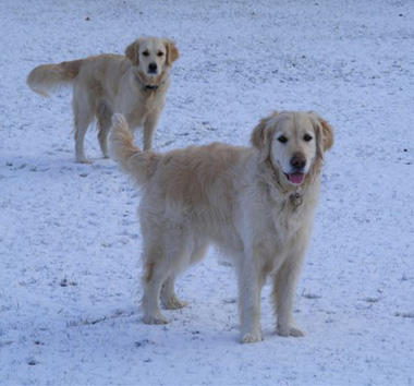 Ellie behind Flossie in the snow
