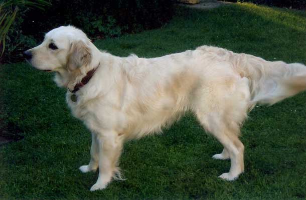 Holly
