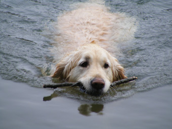 Flossie