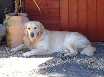Flossie