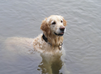 Flossie