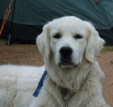 Harris camping