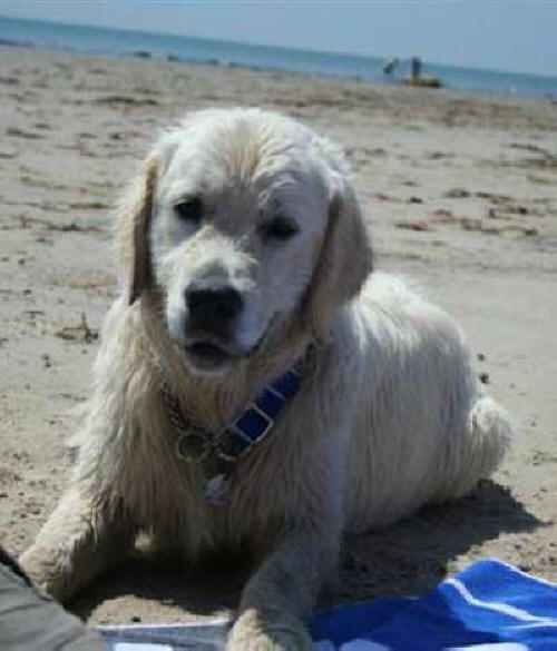 Harris