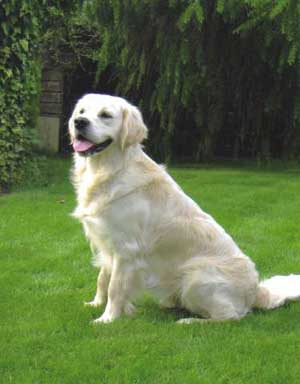 Harry in the garden