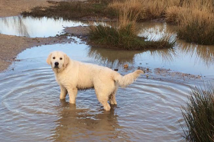 Medodaine Brinklah Brinkley