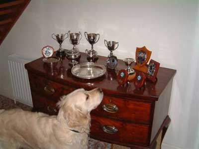 Evie's Obedience Trophies