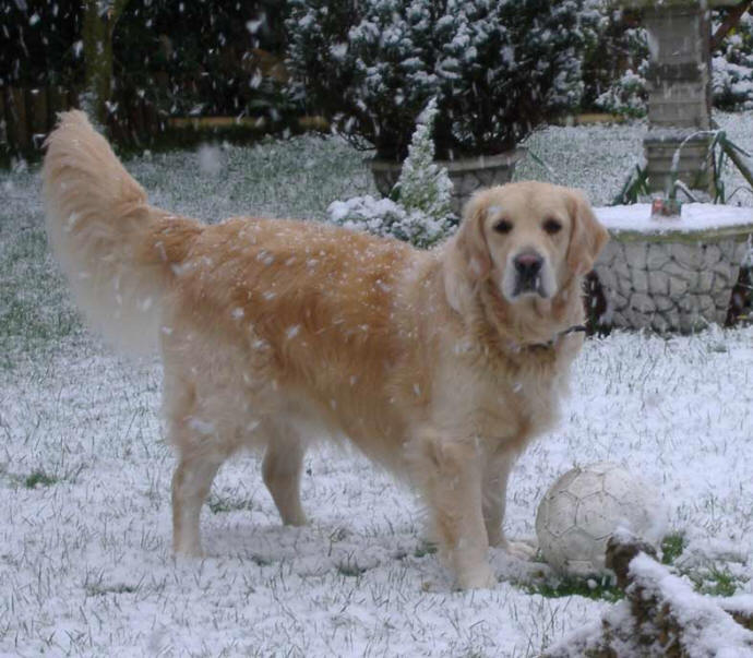 Monty in the snow