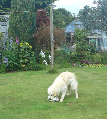 Rolf with his ball