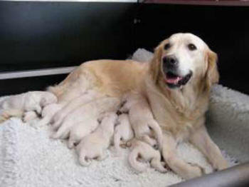 Tess and her litter
