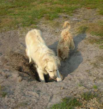 Tess digging with her friend