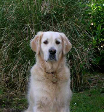Tess