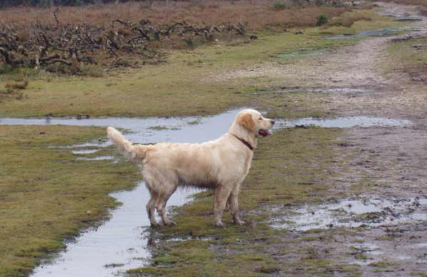 Tilly in the mud