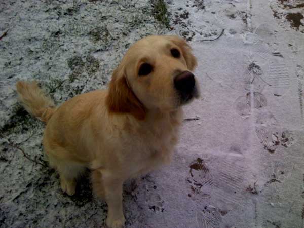 Tilly in the snow