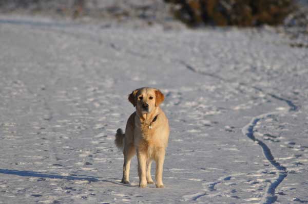 Tilly