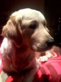 Tilly