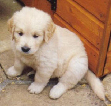 Tripper with litter mates