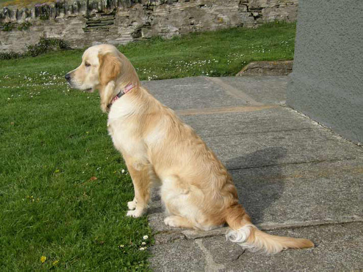 Trudy