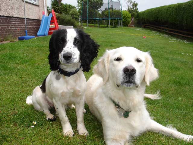 Holly and Willow