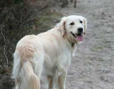 Willow Surrey down a lane
