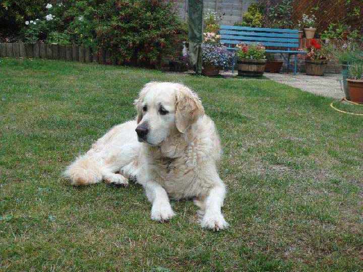 Tess