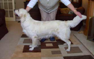 Tess