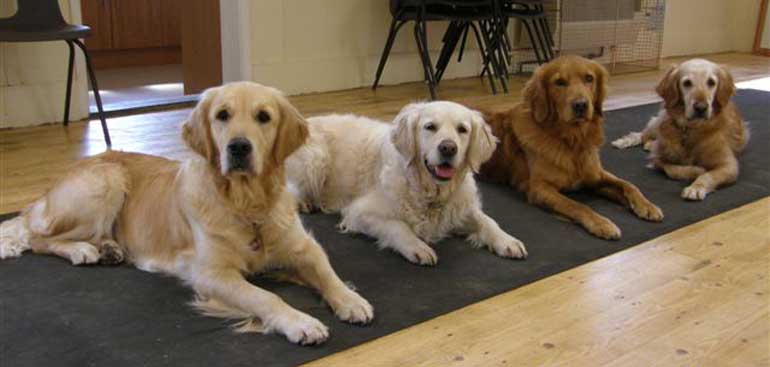 Trudy, Evia and friends doing their down, stays