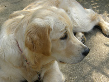 Trudy