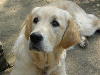 Trudy