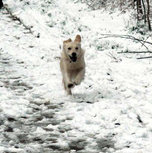 Willow Surrey running in snow